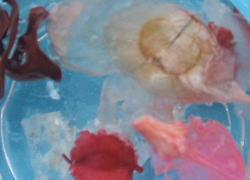 �n�[�u���o�X�\���g